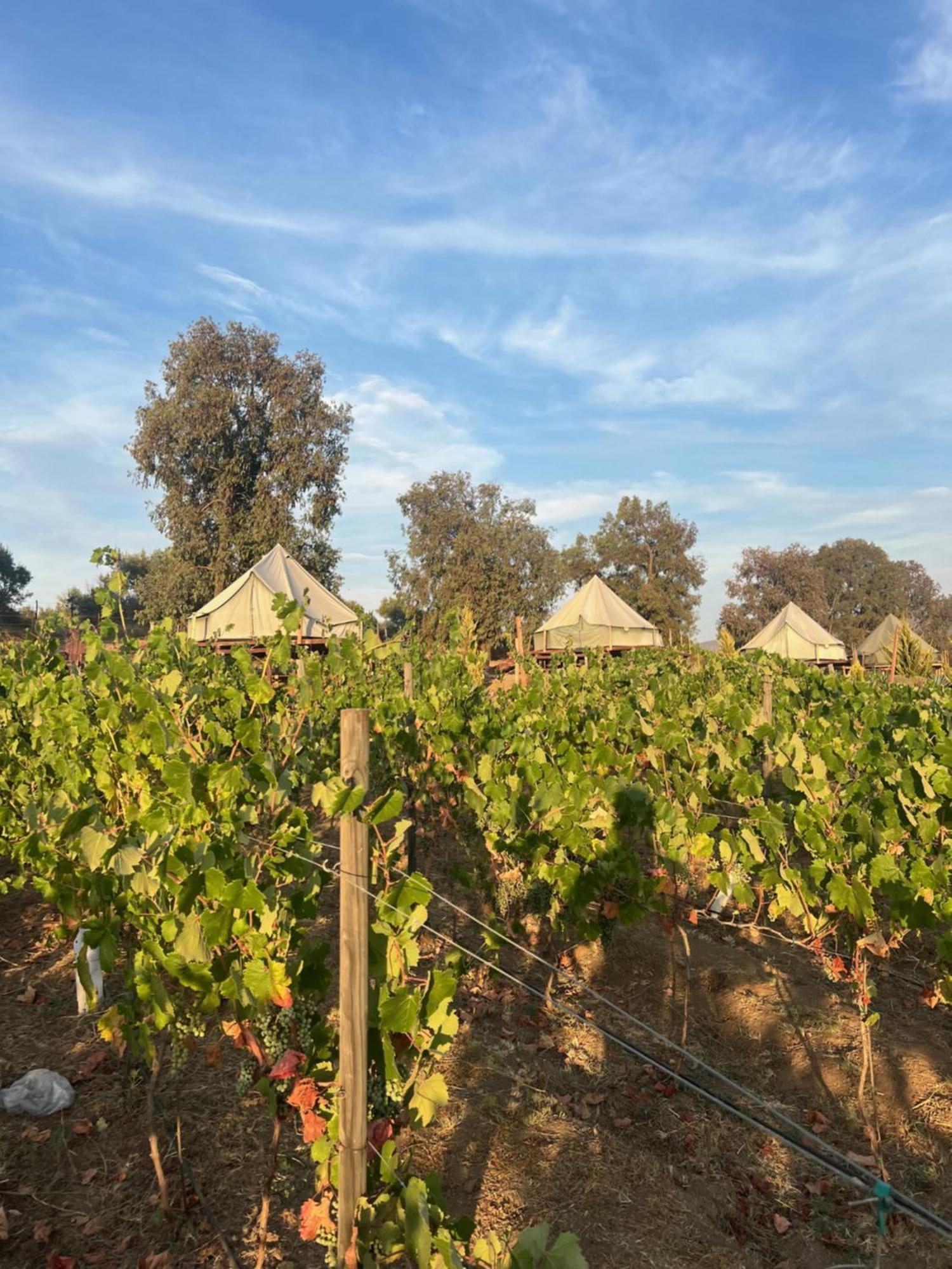Lago Valle Wine Glamping บาเย เด กัวลาลูเป ภายนอก รูปภาพ
